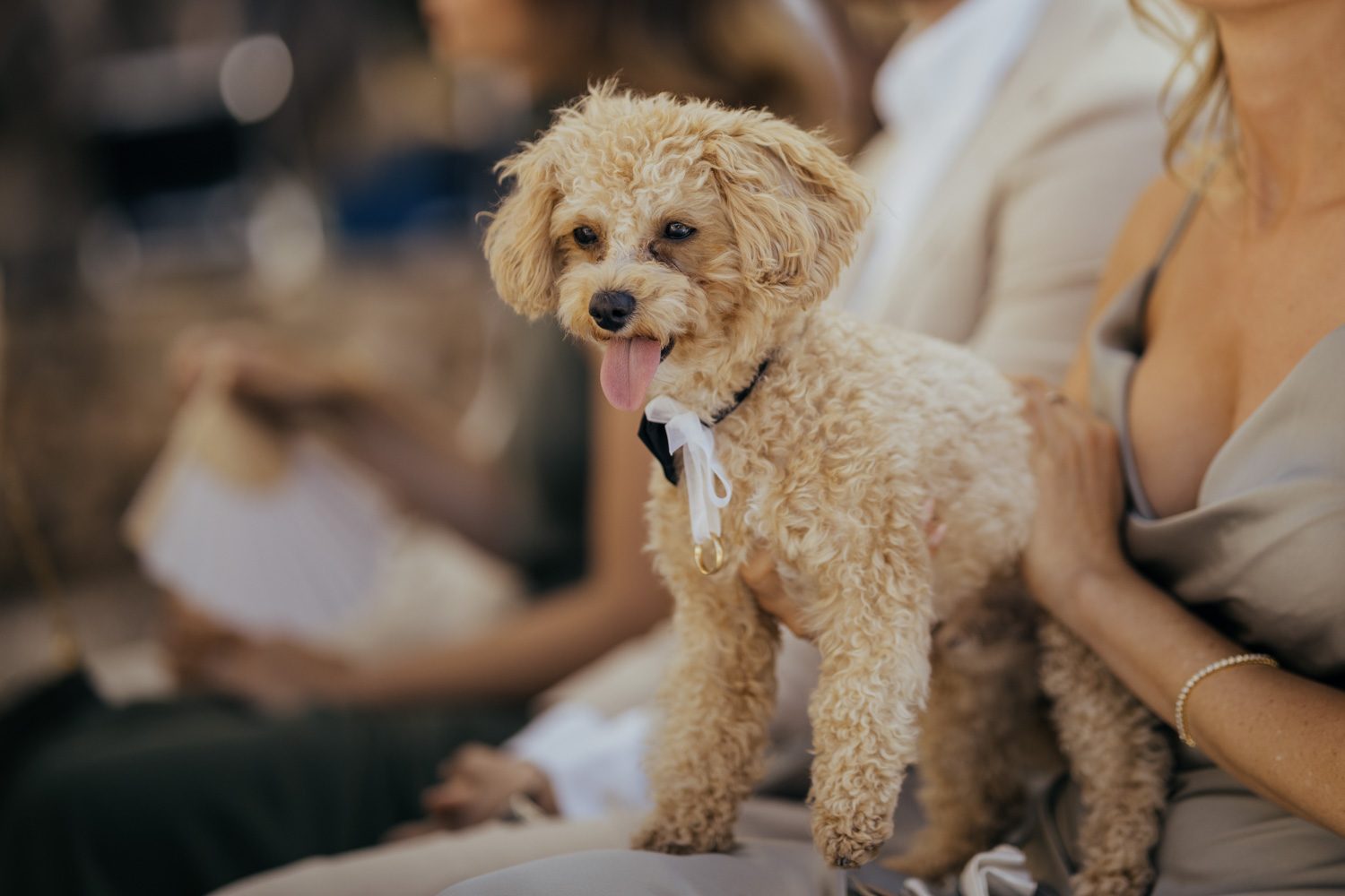 Small dog sitting among wedding guests.