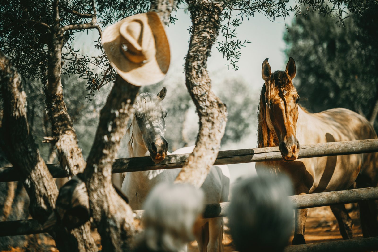 Horse and hat framed in a quiet outdoor scene.